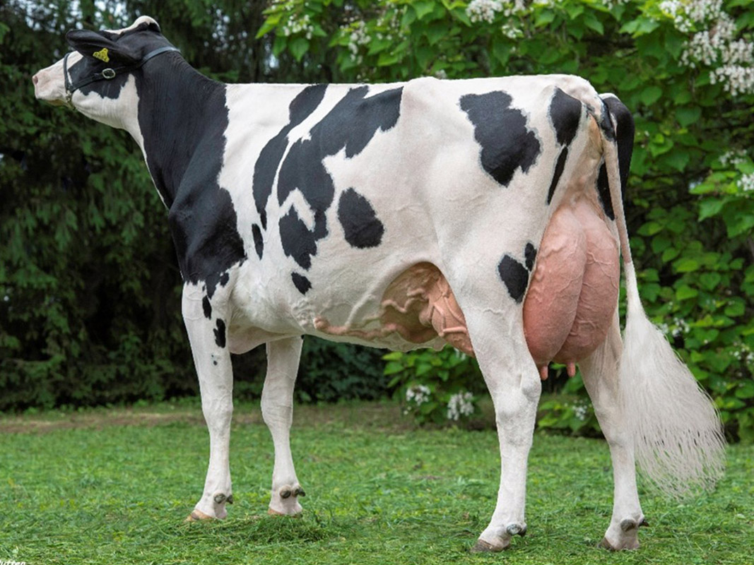 Gela 20 o. AltaHotrod