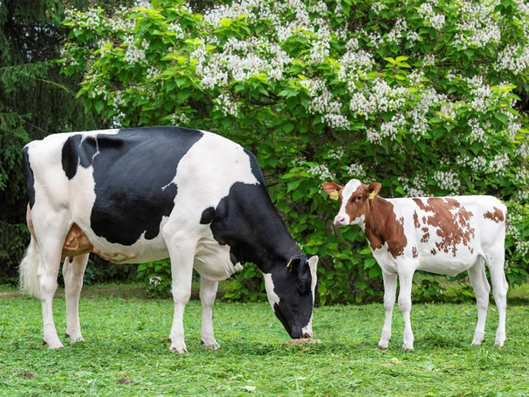 O’Kalibra 1 o. Awesome – Red z córką O’Kalibra 9 o. Warrior – Red