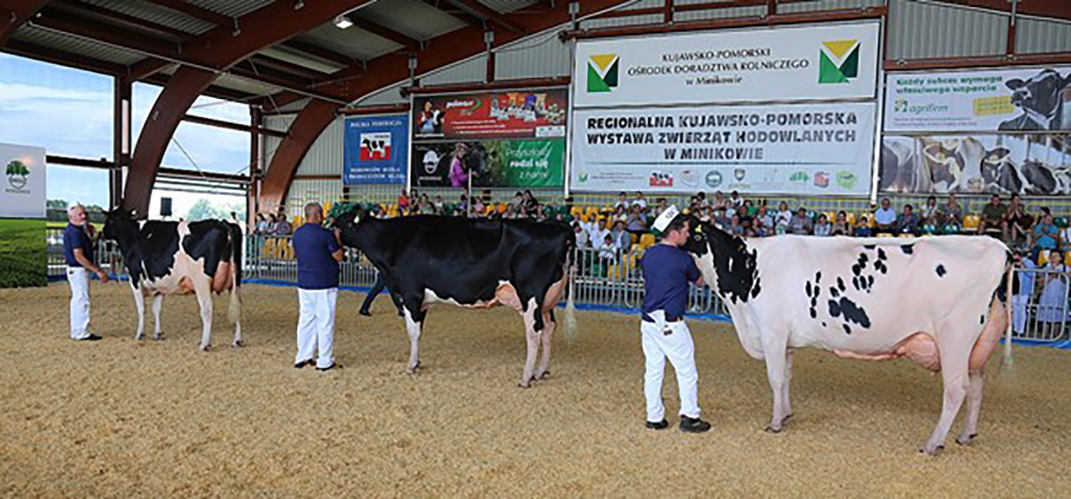 Wybór Superczempiona na XXIII Regionalnej Kujawsko – Pomorskiej Wystawie Zwierząt Hodowlanych w Minikowie, w dniach 6 - 7 lipca 2024 r. Image
